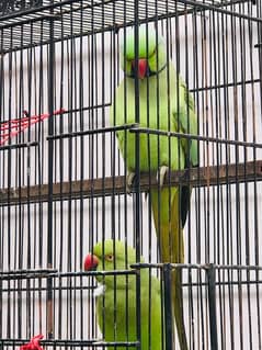 breeder talking parrots