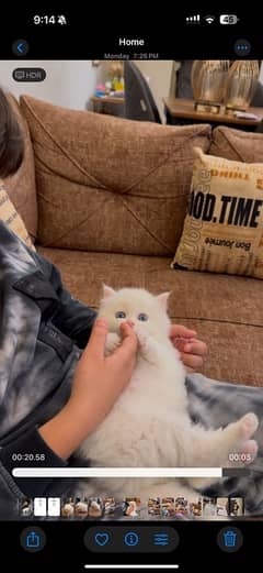 white persian kitten blue eyes