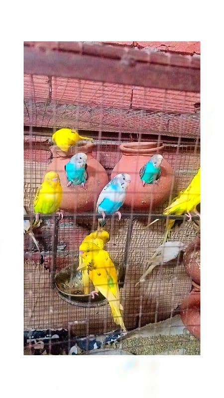 birds for sale 1