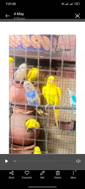 birds for sale 2