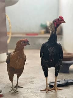 Hen