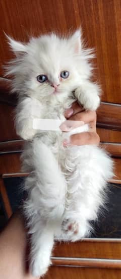 Female Persian Cat 55daysold urgent sale