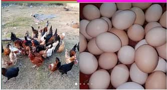 Desi Eggs from village full organic 600rs Dozen