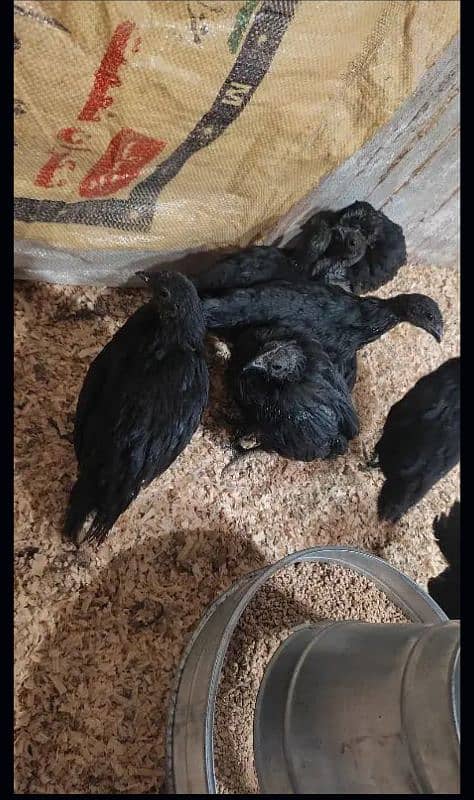 Ayam cemani choza 0