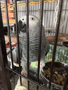 Grey Parrot For Sale