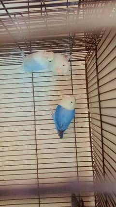 parrot love bird breder pair with guarantee eggs albino decino Parblue