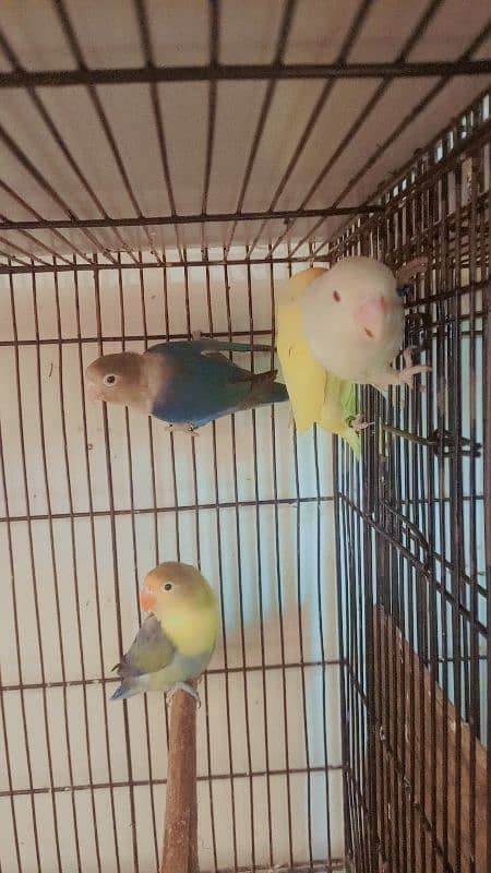 parrot love bird breder pair with guarantee eggs albino decino Parblue 1