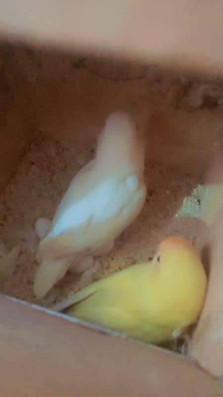 parrot love bird breder pair with guarantee eggs albino decino Parblue 3