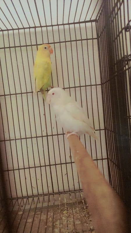 parrot love bird breder pair with guarantee eggs albino decino Parblue 4