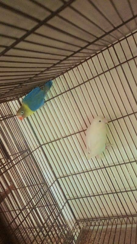 parrot love bird breder pair with guarantee eggs albino decino Parblue 5