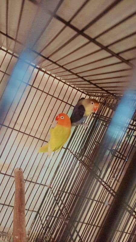 parrot love bird breder pair with guarantee eggs albino decino Parblue 6