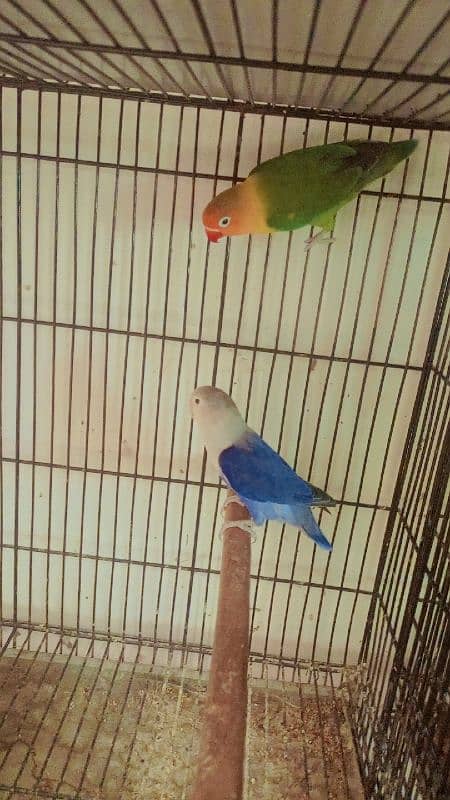 parrot love bird breder pair with guarantee eggs albino decino Parblue 7