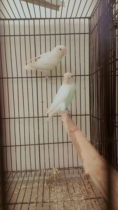 parrot love bird breder pair with guarantee eggs albino decino Parblue 8