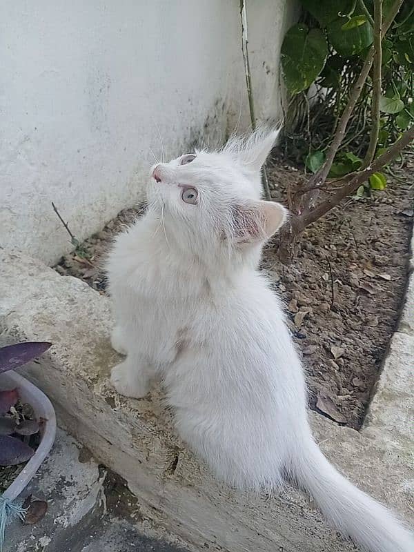 white kitten pair 0