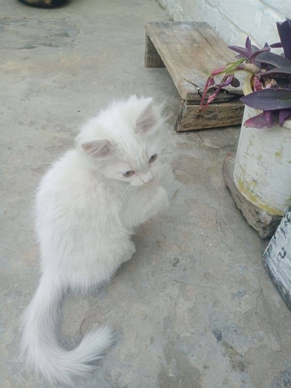 white kitten pair 1