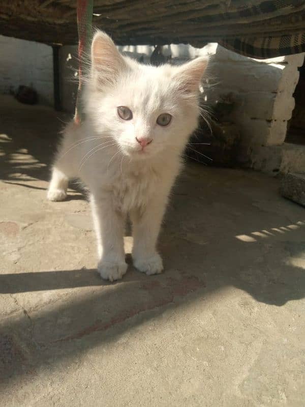 white kitten pair 2