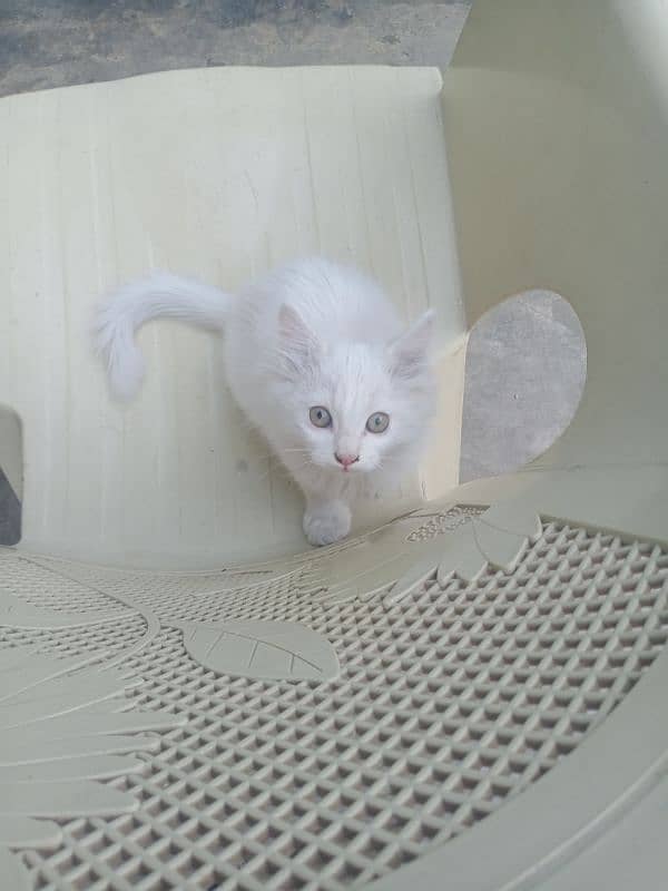 white kitten pair 3