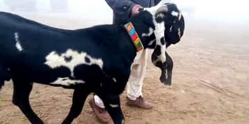 desi Bakra for urgent sale WhatsApp 0318,4661884