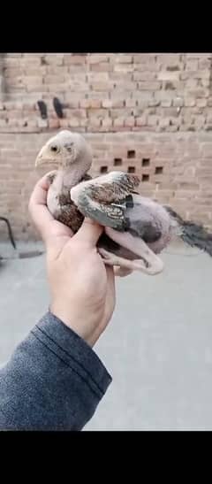 pure mianwali aseel chicks pair