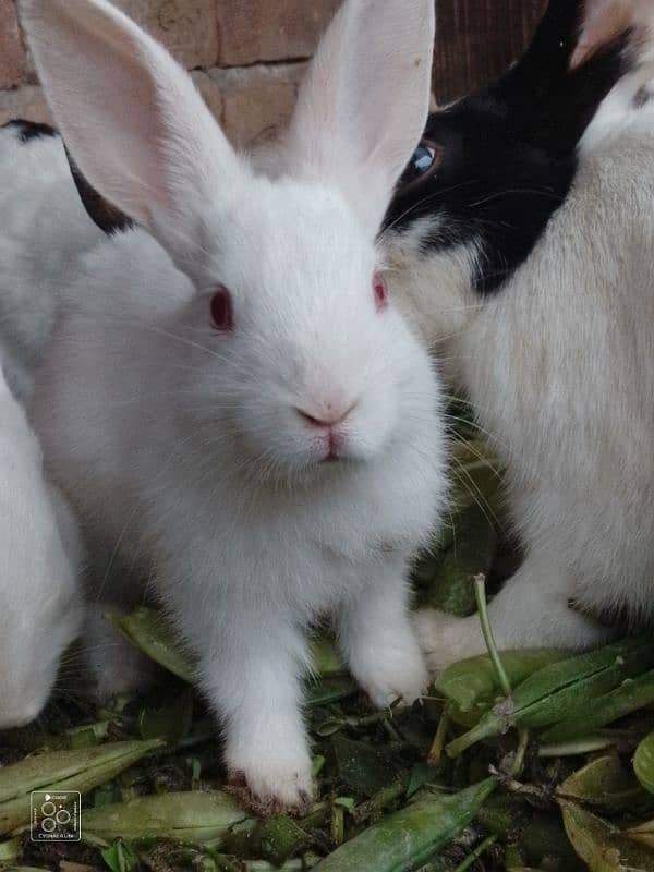 red eyes and black and white rabbits 3