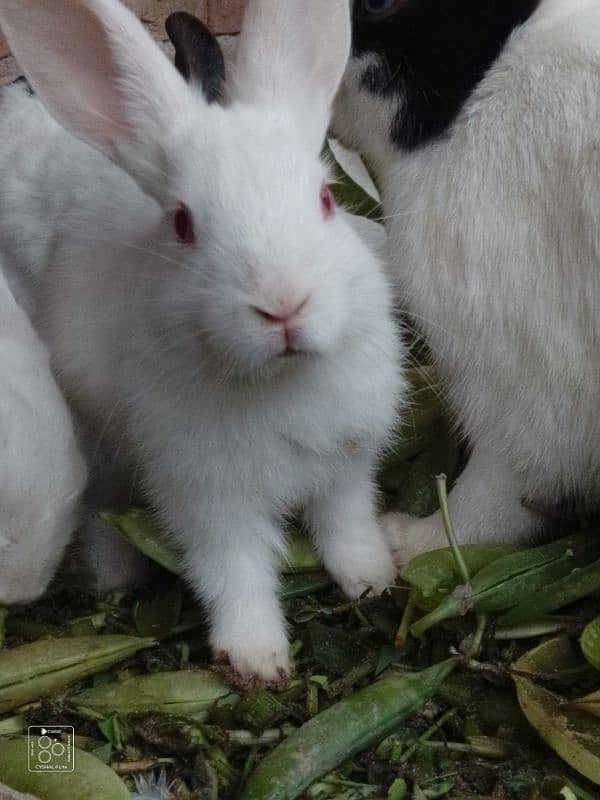 red eyes and black and white rabbits 6