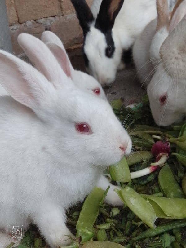 red eyes and black and white rabbits 9