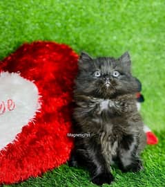 black Persian kitten| Triple long coat|punch Face|cat babies