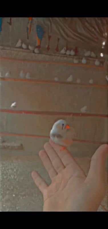 Zebra Finches 0