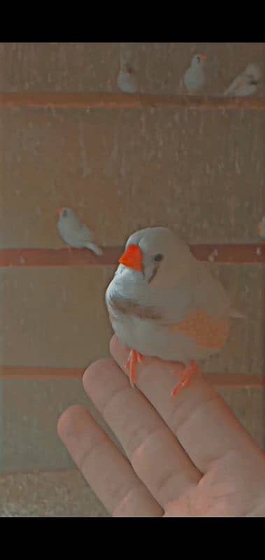 Zebra Finches 1