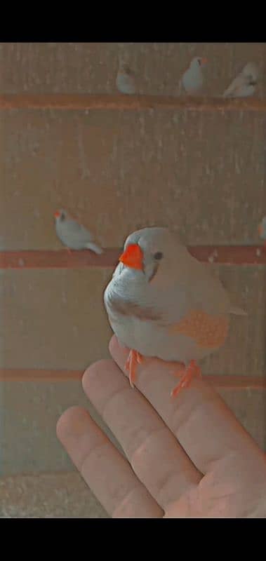 Zebra Finches 3