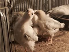 lite sussex 21 days old chicks for sale