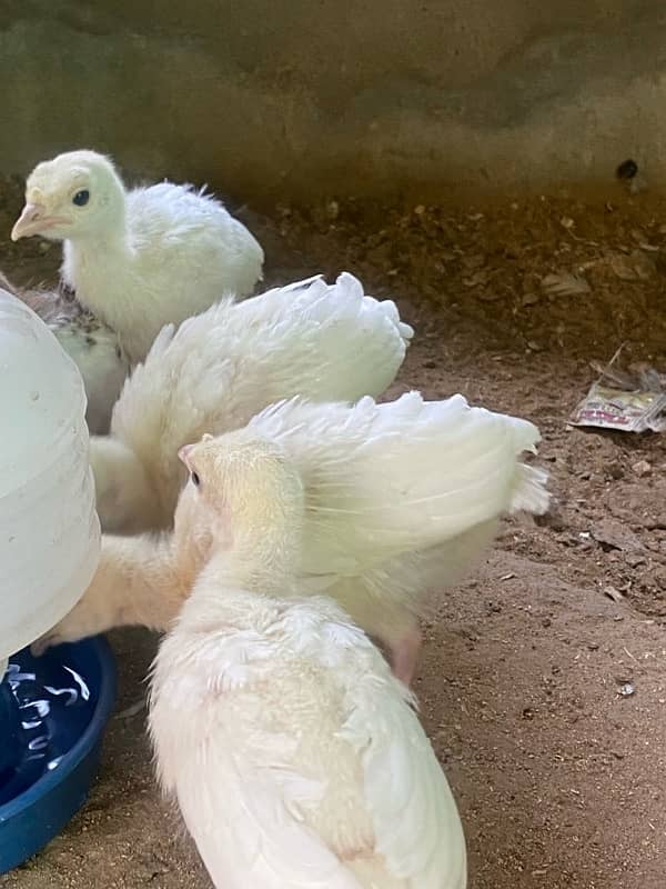 turkey chiks for sale 0