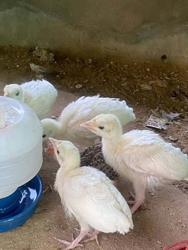 turkey chiks for sale 1