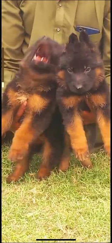 German shepherd puppies My WhatsApp 03015880301 4