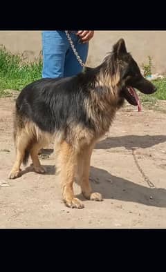 German shepherd My WhatsApp 03015880301