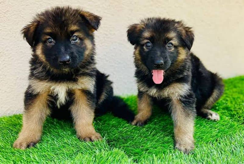 German shepherd puppies My WhatsApp 03015880301 4