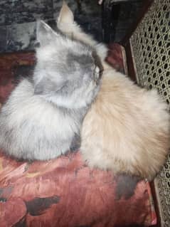 cat pair for sale