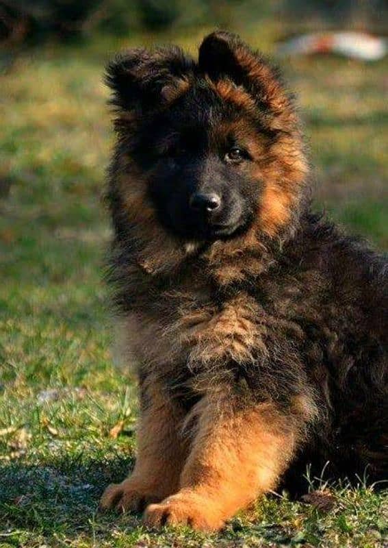 German shepherd My WhatsApp 03015880301 0