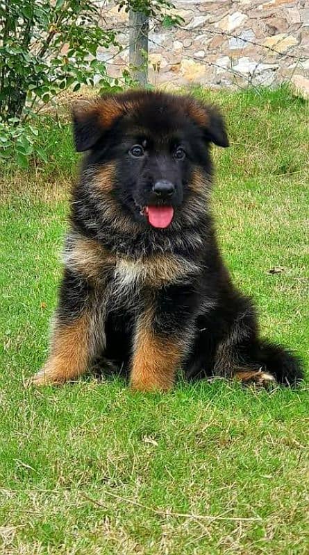 German shepherd My WhatsApp 03015880301 2