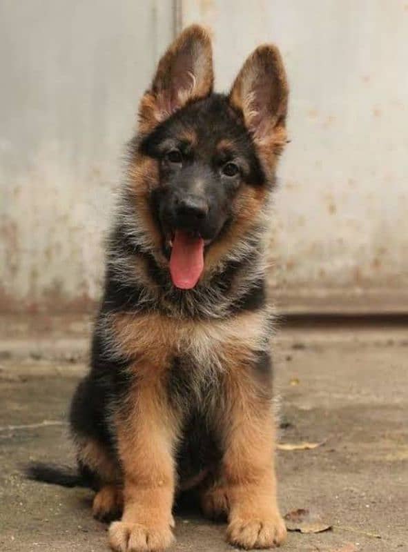 German shepherd My WhatsApp 03015880301 3