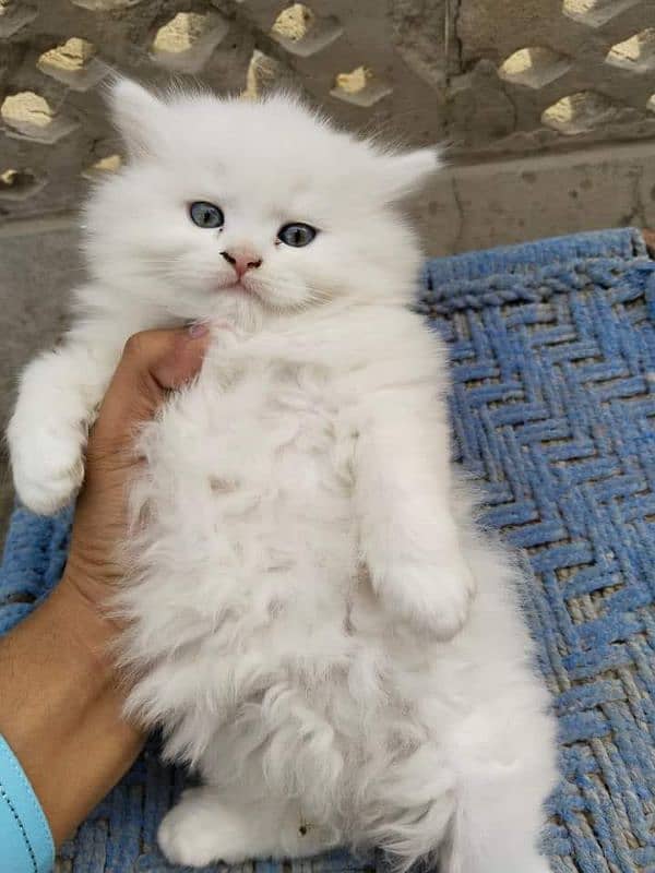 Persian kittens My WhatsApp 03015880301 8