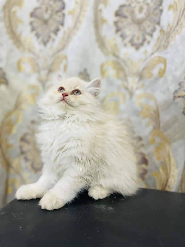 Persian kittens My WhatsApp 03015880301 10