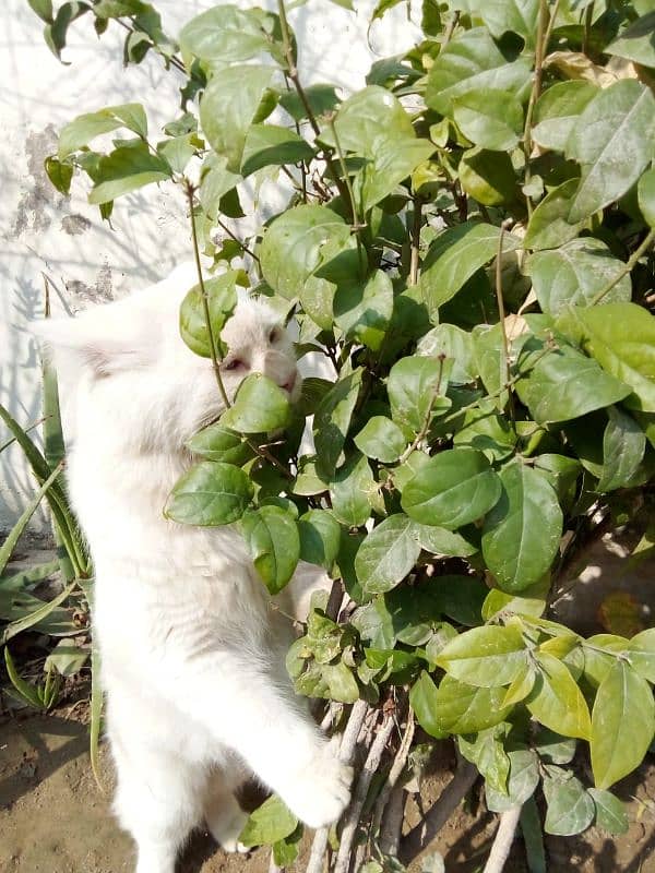 Persian male cat blue eyes for sale 4