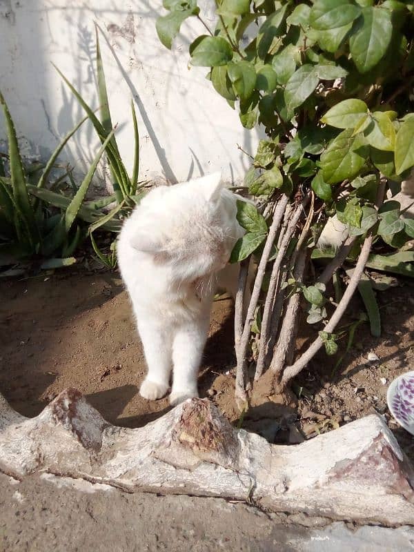 Persian male cat blue eyes for sale 5