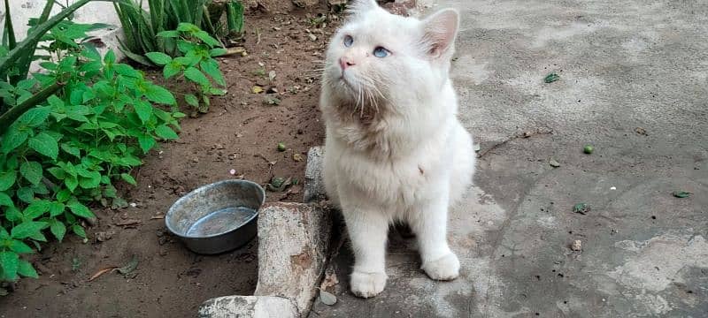 Persian male cat blue eyes for sale 6