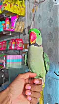 healthy active and beautiful raw parrot for sale