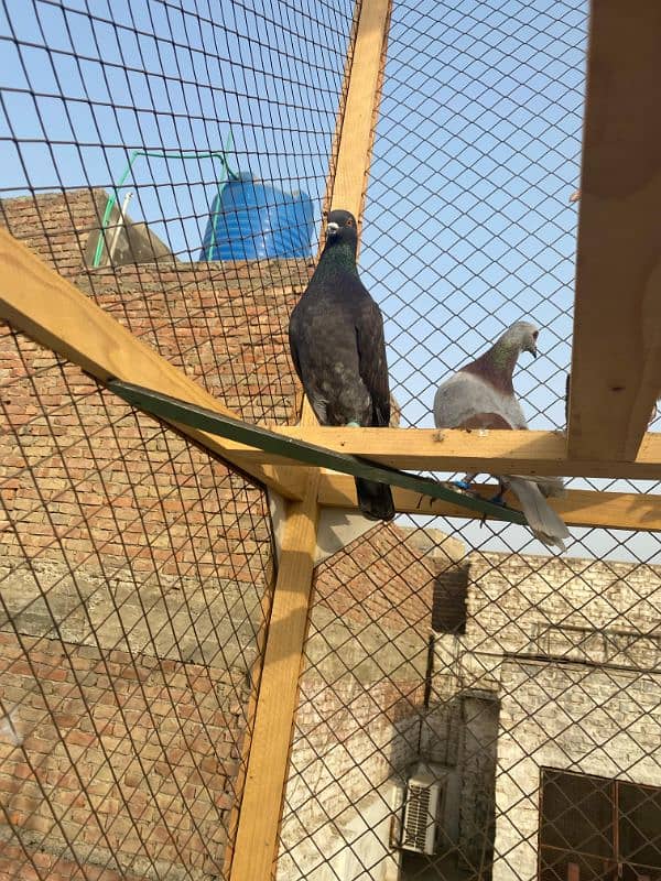 fancy pigeon for sale 4