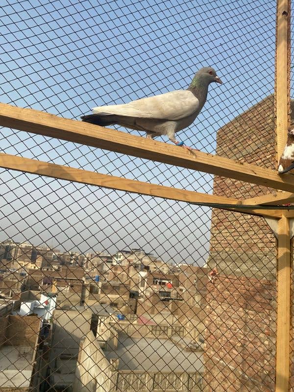 fancy pigeon for sale 7