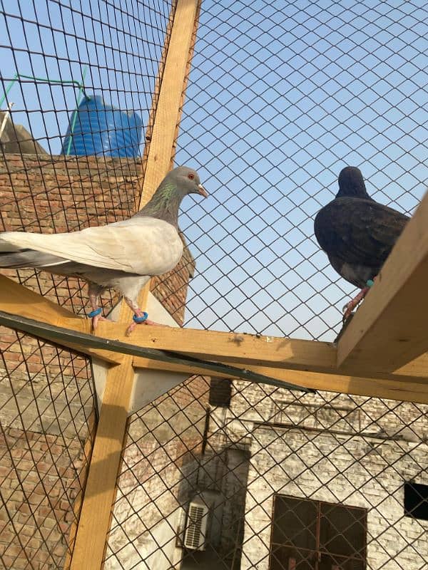 fancy pigeon for sale 10