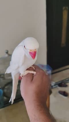 white ring neck male for sale urgent